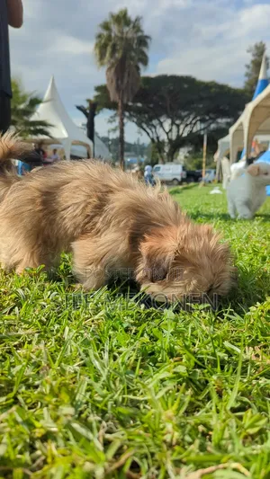 1-3 months Female Purebred Maltese