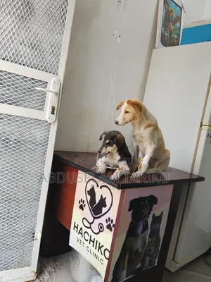 Doctor Of Veterinary Medicine