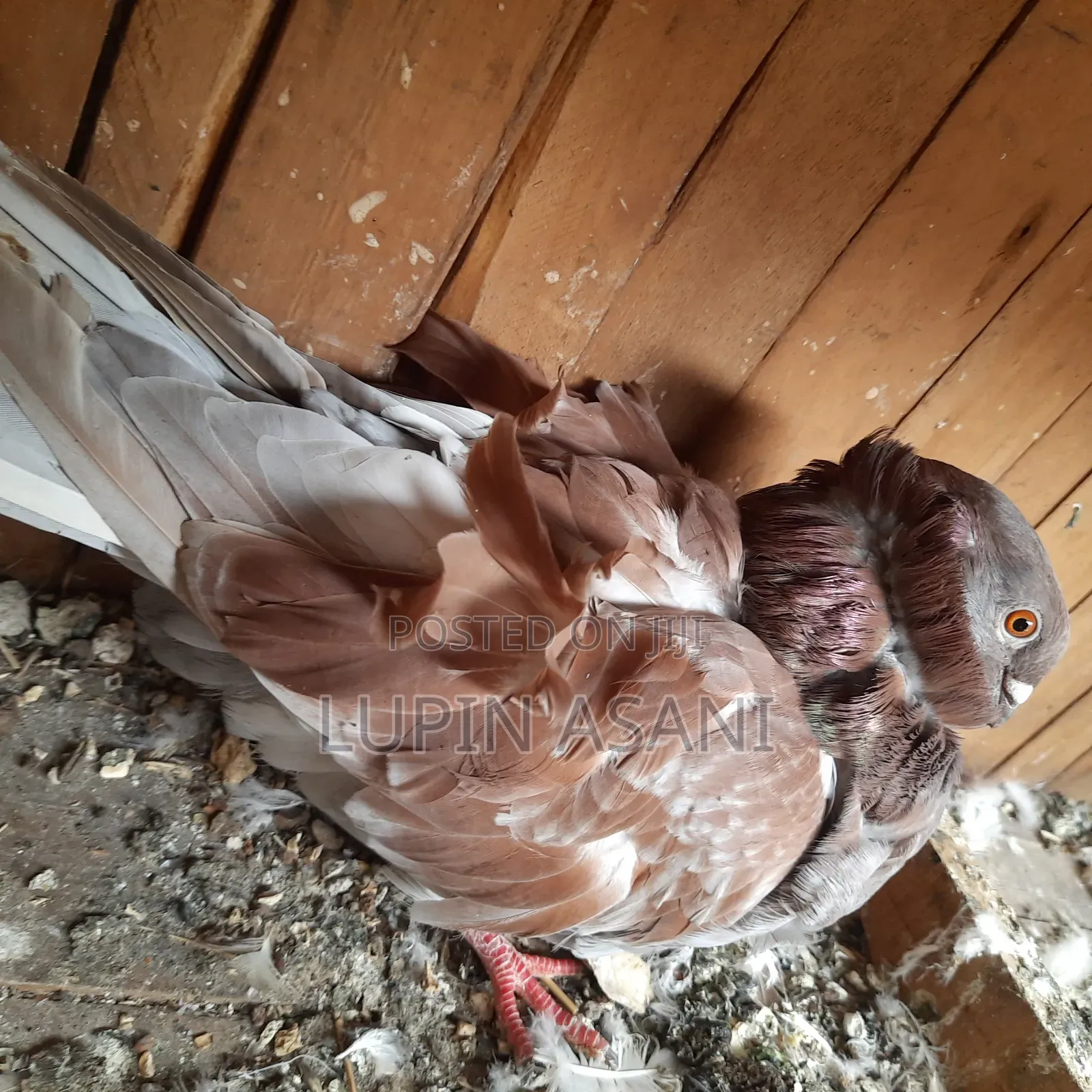 Male Chinesoll Pigeon