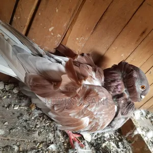 Photo - Male Chinesoll Pigeon