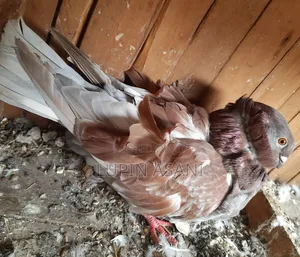 Male Chinesoll Pigeon