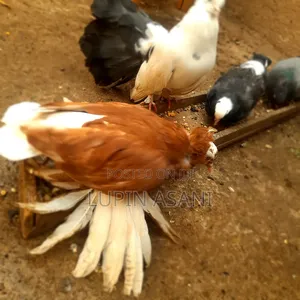 Photo - Male American Sent