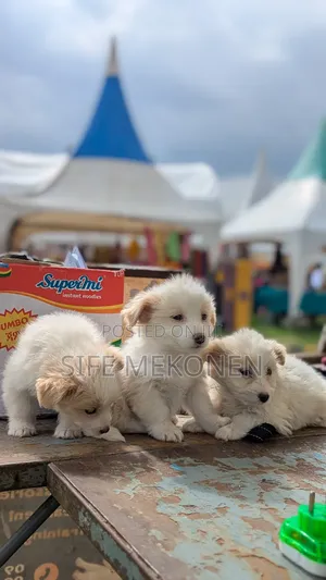 1-3 months Male Purebred Maltese