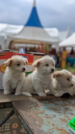 Photo - 1-3 months Male Purebred Maltese