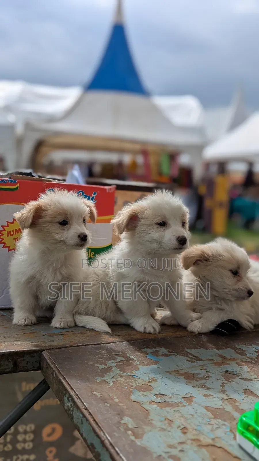 1-3 months Male Purebred Maltese