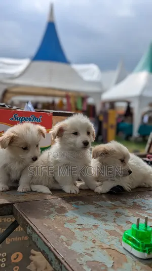 1-3 months Male Purebred Maltese