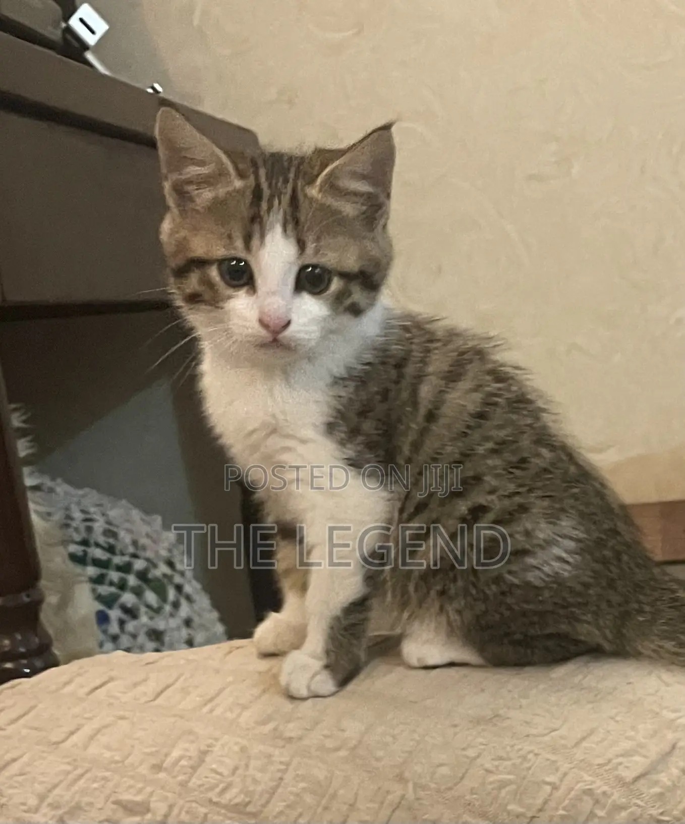1-3 months Female Mixed Breed American Shorthair
