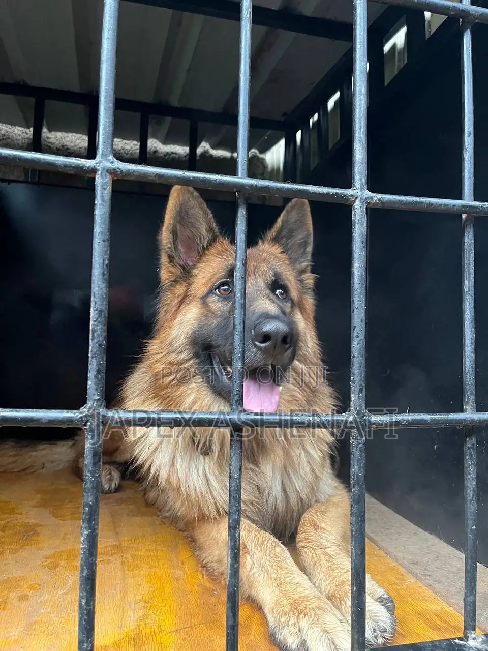 1-3 months Male Purebred German Shepherd