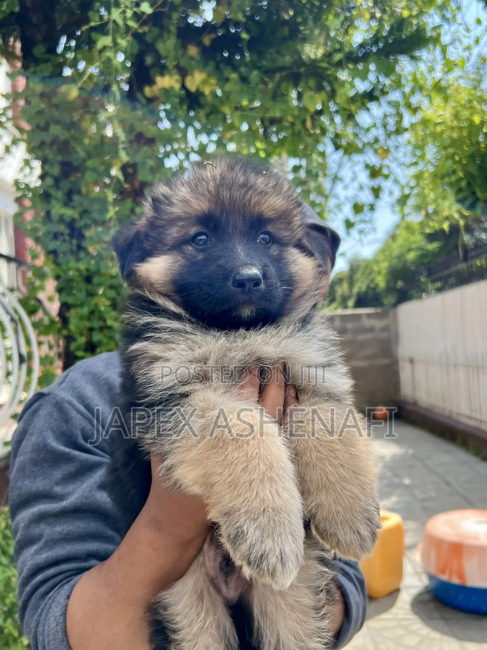 1-3 months Male Purebred German Shepherd