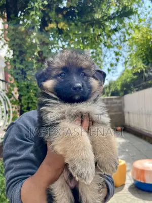1-3 months Male Purebred German Shepherd