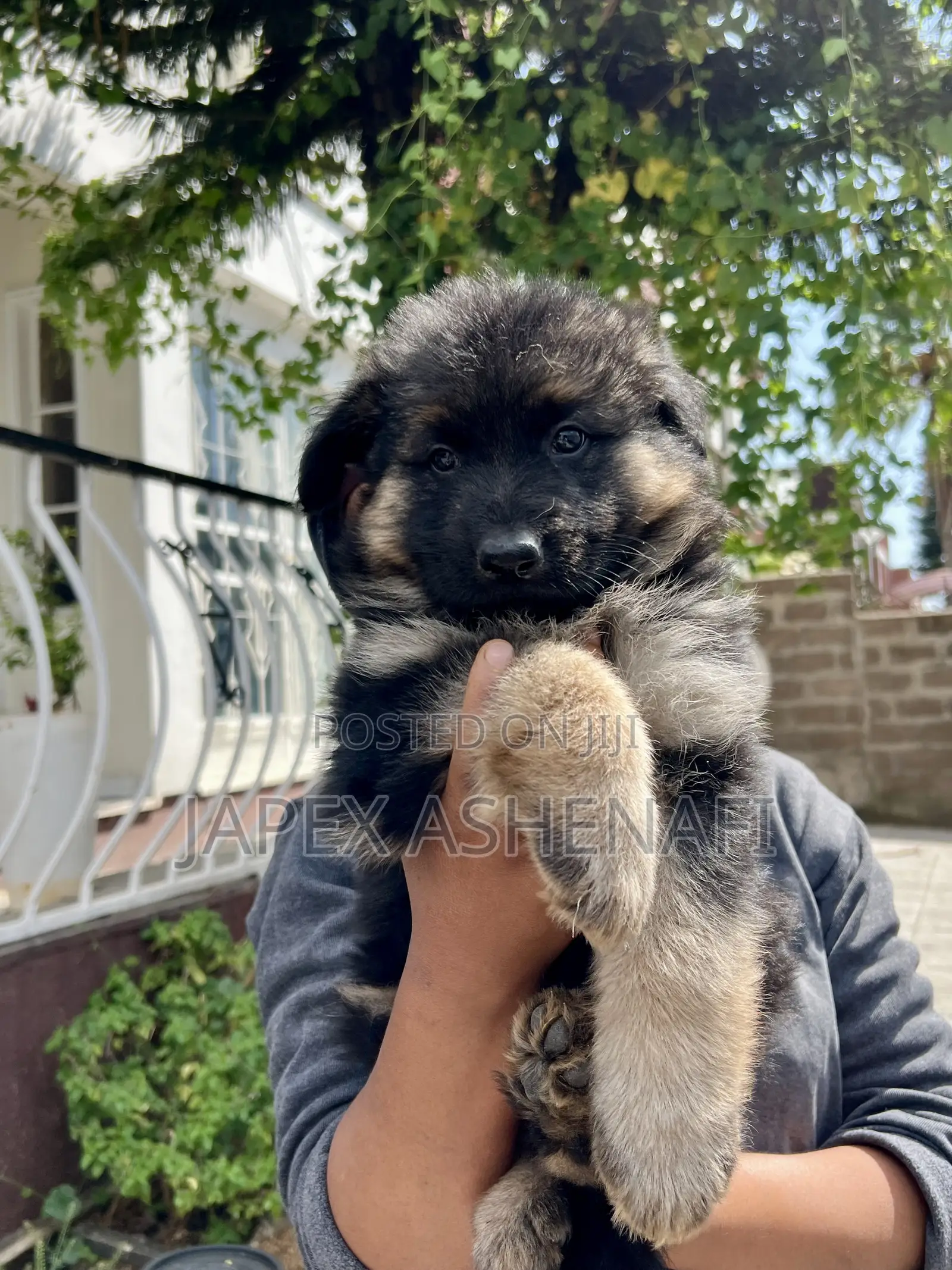 1-3 months Male Purebred German Shepherd