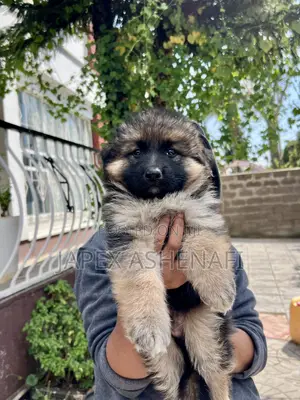 Photo - 1-3 months Male Purebred German Shepherd