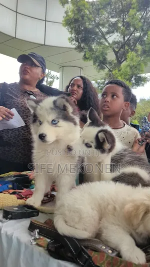 Photo - 1-3 months Male Purebred Siberian Husky