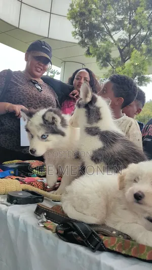 1-3 months Male Purebred Siberian Husky