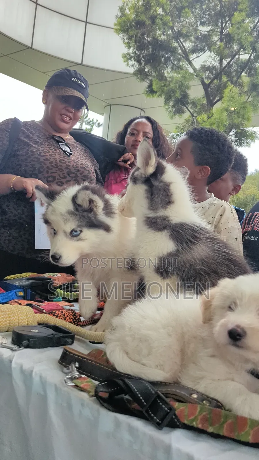 1-3 months Male Purebred Siberian Husky