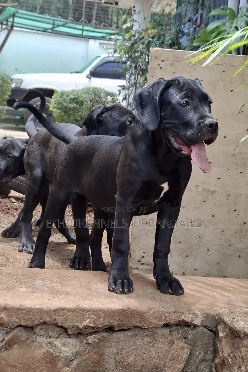 3-6 months Male Purebred Bullmastiff