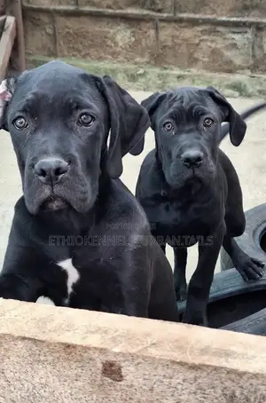 3-6 months Male Purebred Bullmastiff