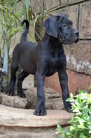 3-6 months Male Purebred Bullmastiff