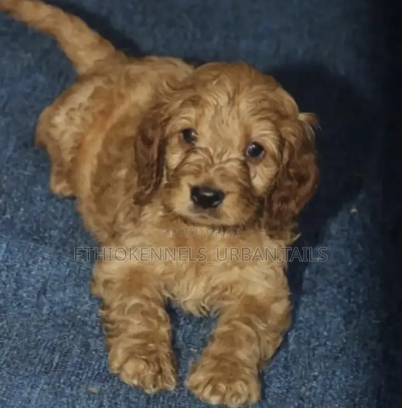 1-3 months Male Mixed Breed Maltese