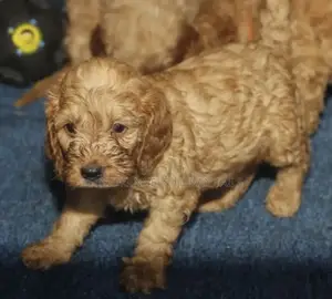 1-3 months Male Mixed Breed Maltese