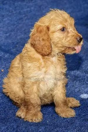 1-3 months Male Mixed Breed Maltese