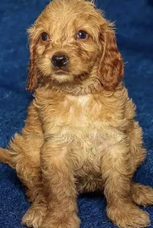 1-3 months Male Mixed Breed Maltese