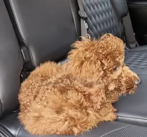 3-6 months Male Purebred Poodle