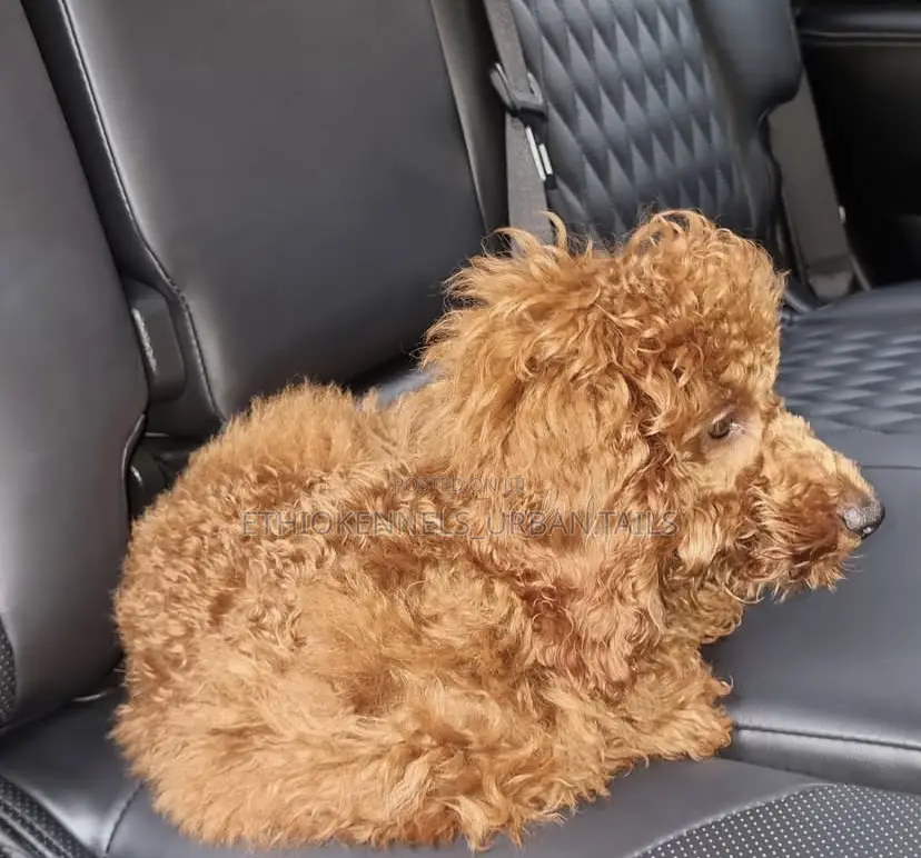 3-6 months Male Purebred Poodle
