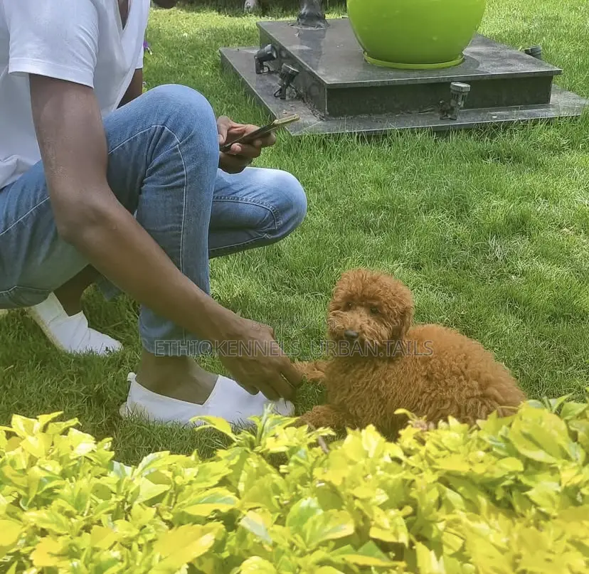 3-6 months Male Purebred Poodle