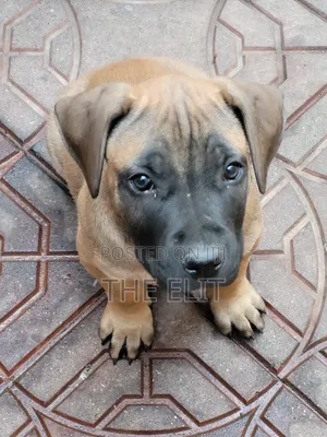 Photo - 1-3 months Female Purebred Boerboel