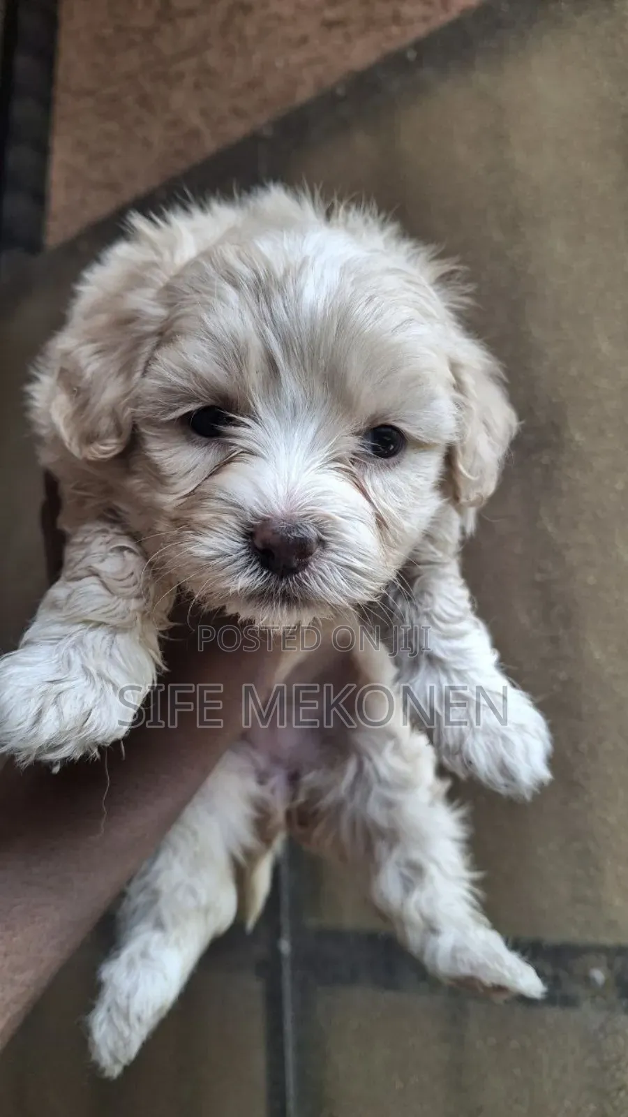 1-3 months Male Purebred Maltese