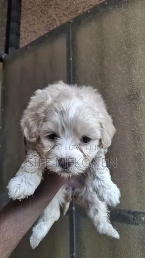 1-3 months Male Purebred Maltese