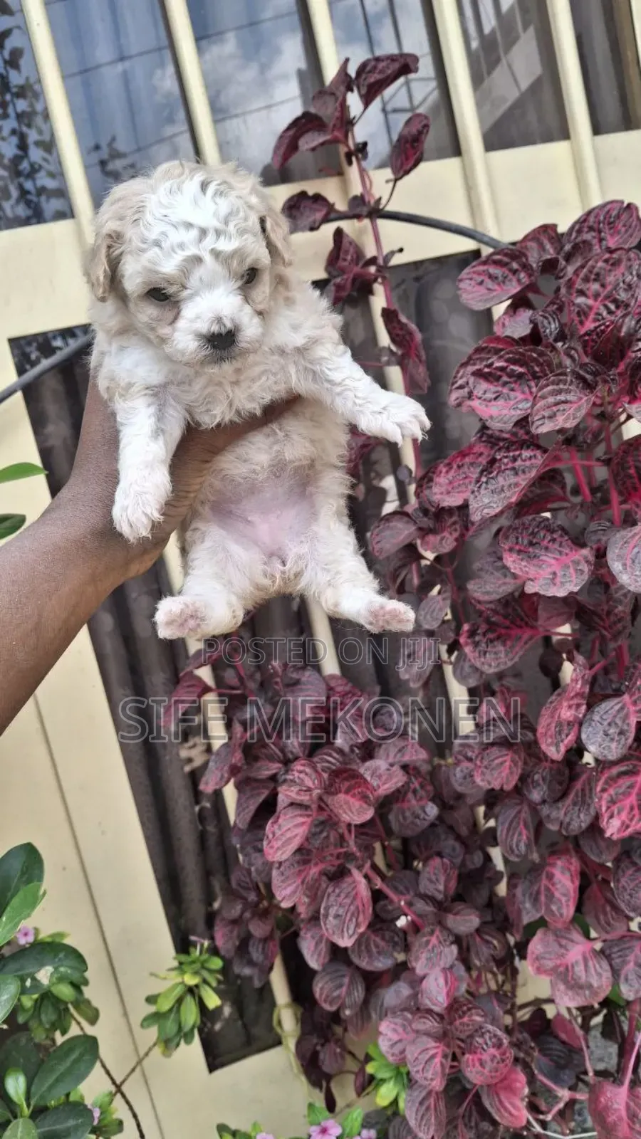 1-3 months Male Purebred Maltese