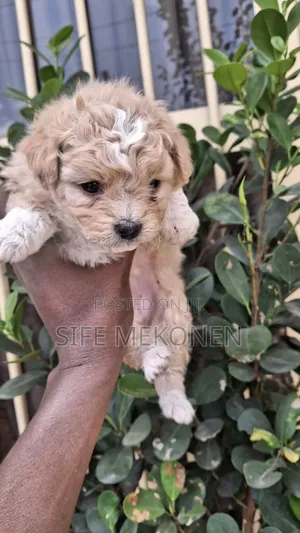 Photo - 1-3 months Male Purebred Maltese