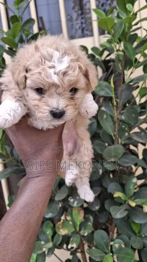 1-3 months Male Purebred Maltese