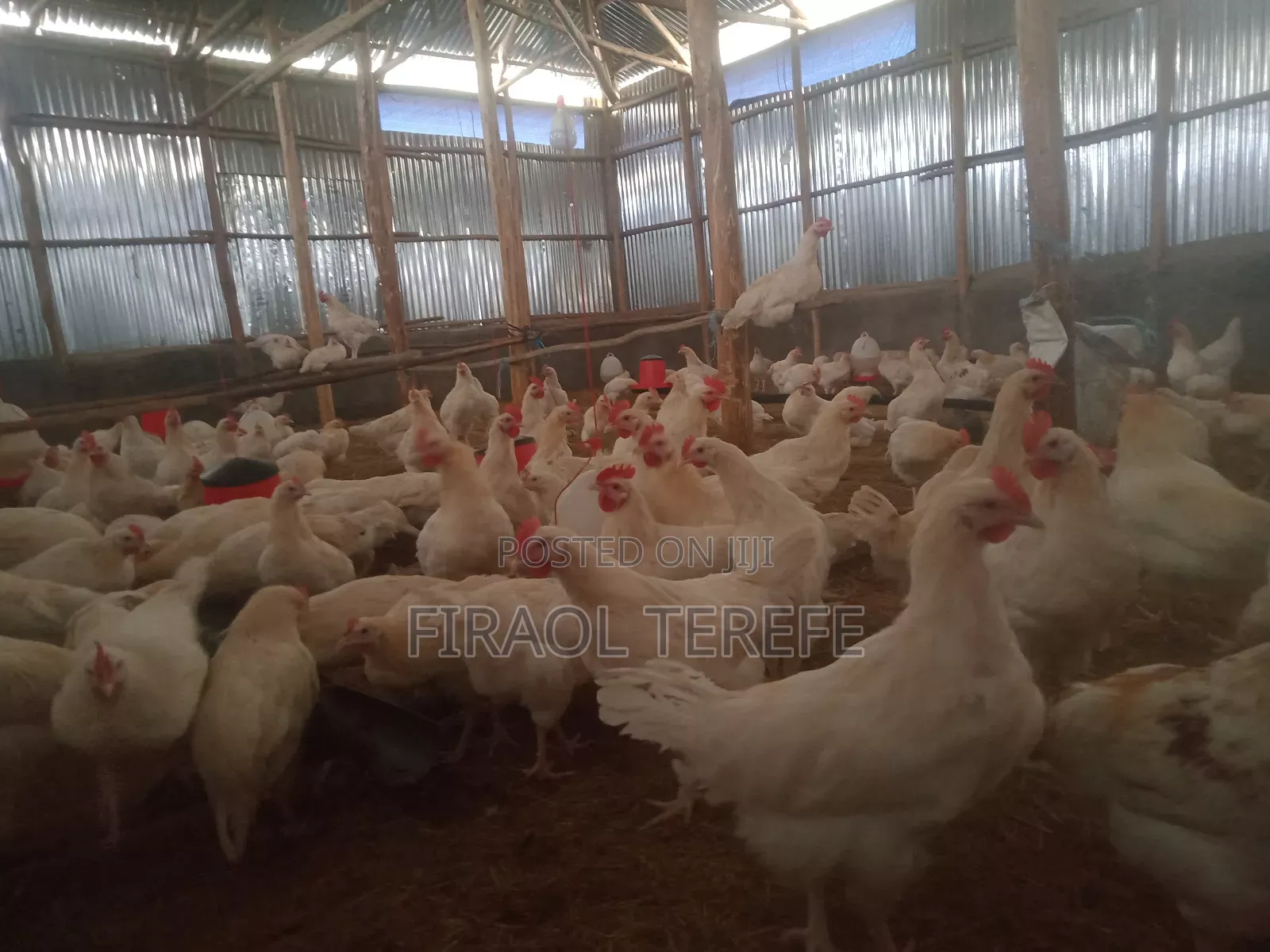 Broiler Chickens for Sell