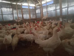 Photo - Broiler Chickens for Sell