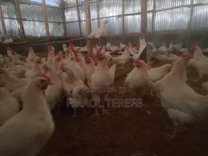 Broiler Chickens for Sell