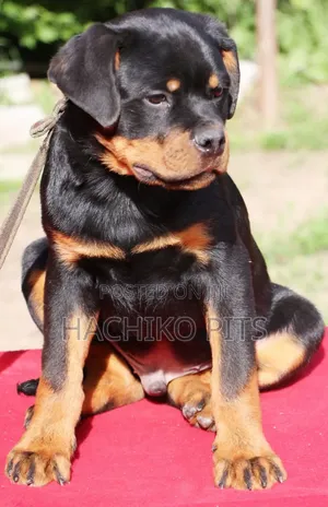 Photo - 1-3 months Male Purebred Rottweiler
