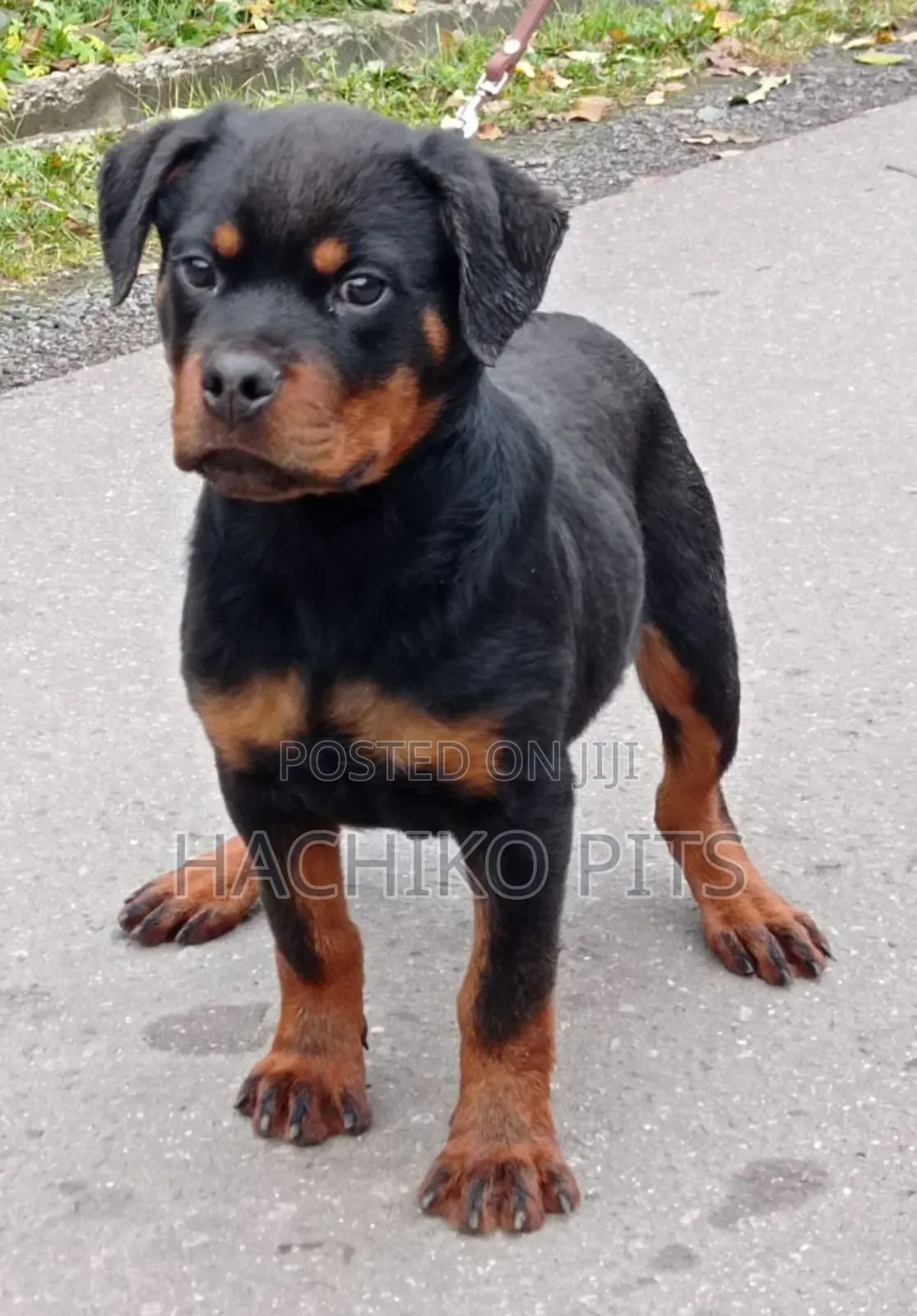 3-6 months Male Purebred Rottweiler