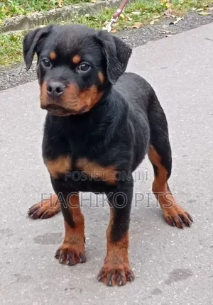 Photo - 3-6 months Male Purebred Rottweiler