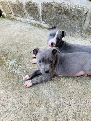 Photo - 1-3 months Male Purebred American Pit Bull Terrier