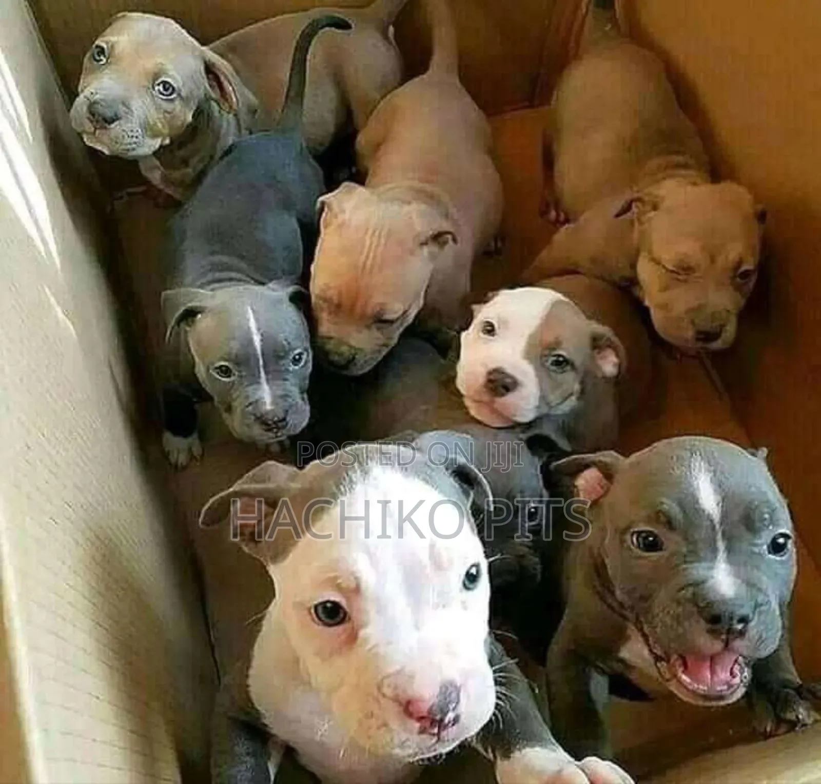 1-3 months Male Purebred American Pit Bull Terrier