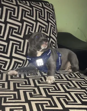 Photo - 1-3 months Male Purebred American Pit Bull Terrier