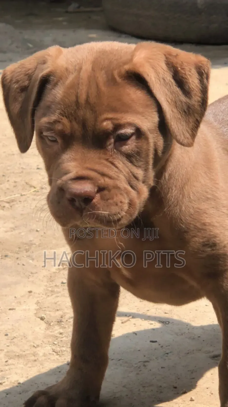 1-3 months Male Purebred Boerboel
