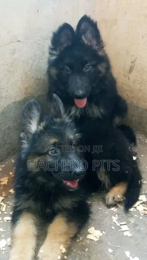 Photo - 1-3 months Male Purebred German Shepherd