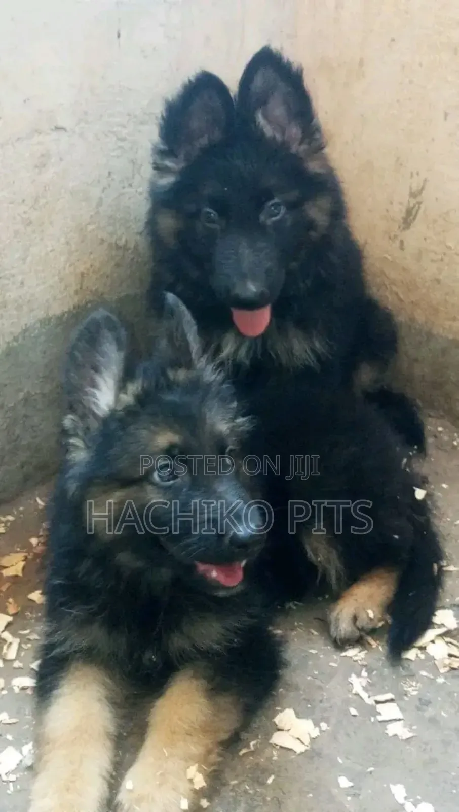 1-3 months Male Purebred German Shepherd