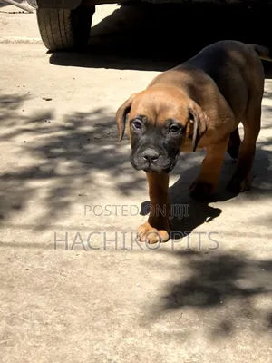 Photo - 1-3 months Male Purebred Bullmastiff
