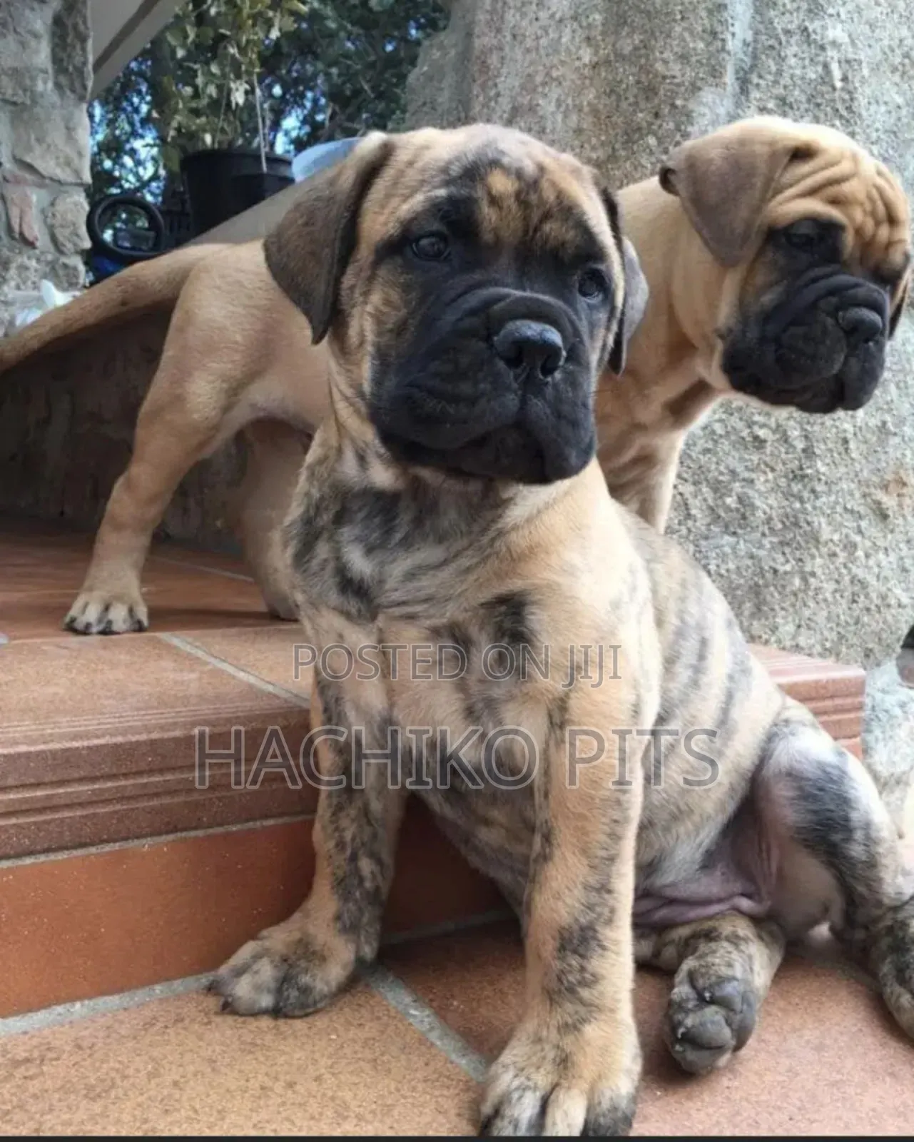 1-3 months Male Purebred Bullmastiff