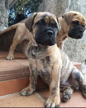 Photo - 1-3 months Male Purebred Bullmastiff